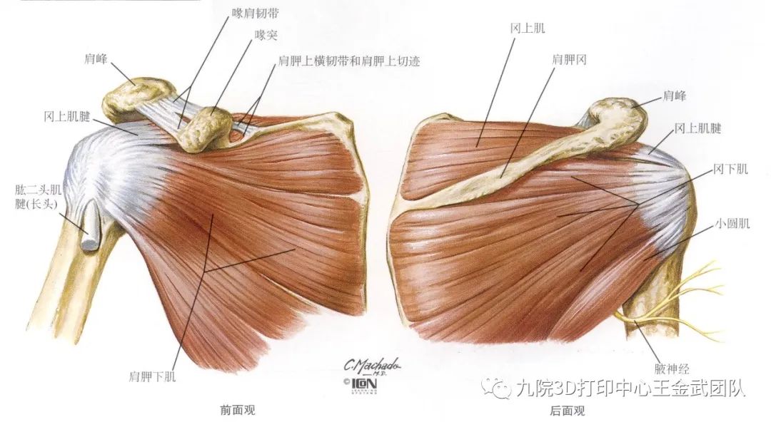 肩袖又称旋转袖,是由肩关节上方的冈上肌,后方的冈下肌及小圆肌,前方