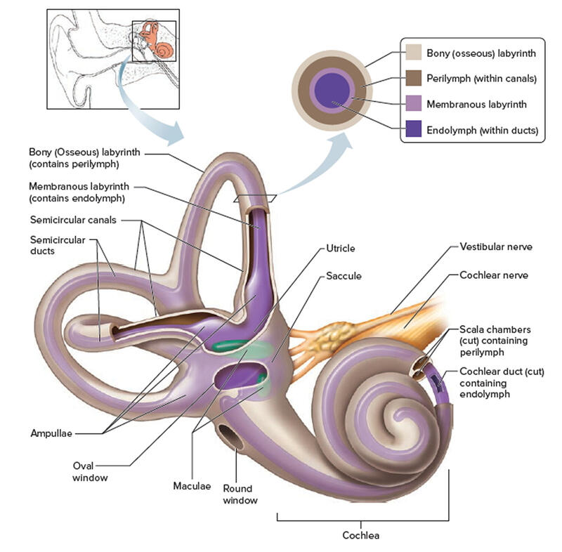 inner-ear-bones.jpg