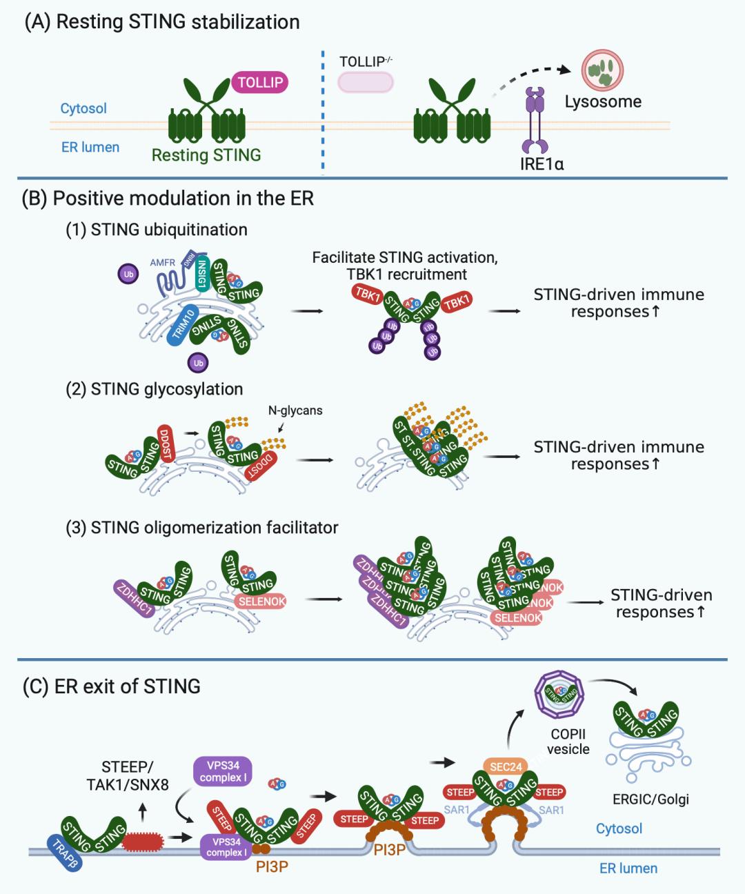 CELL子刊 | STING信号调节的关键枢纽 - 好大夫在线