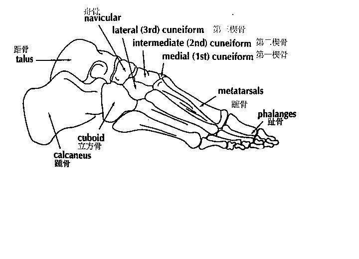 三角韧带(adequate deltoid ligament)2.     胫后肌(healthy