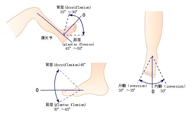 踝关节背伸跖屈图片