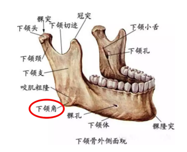 下巴位于口腔下方,是脸部的最下部位,称为"颏(读作:kē.