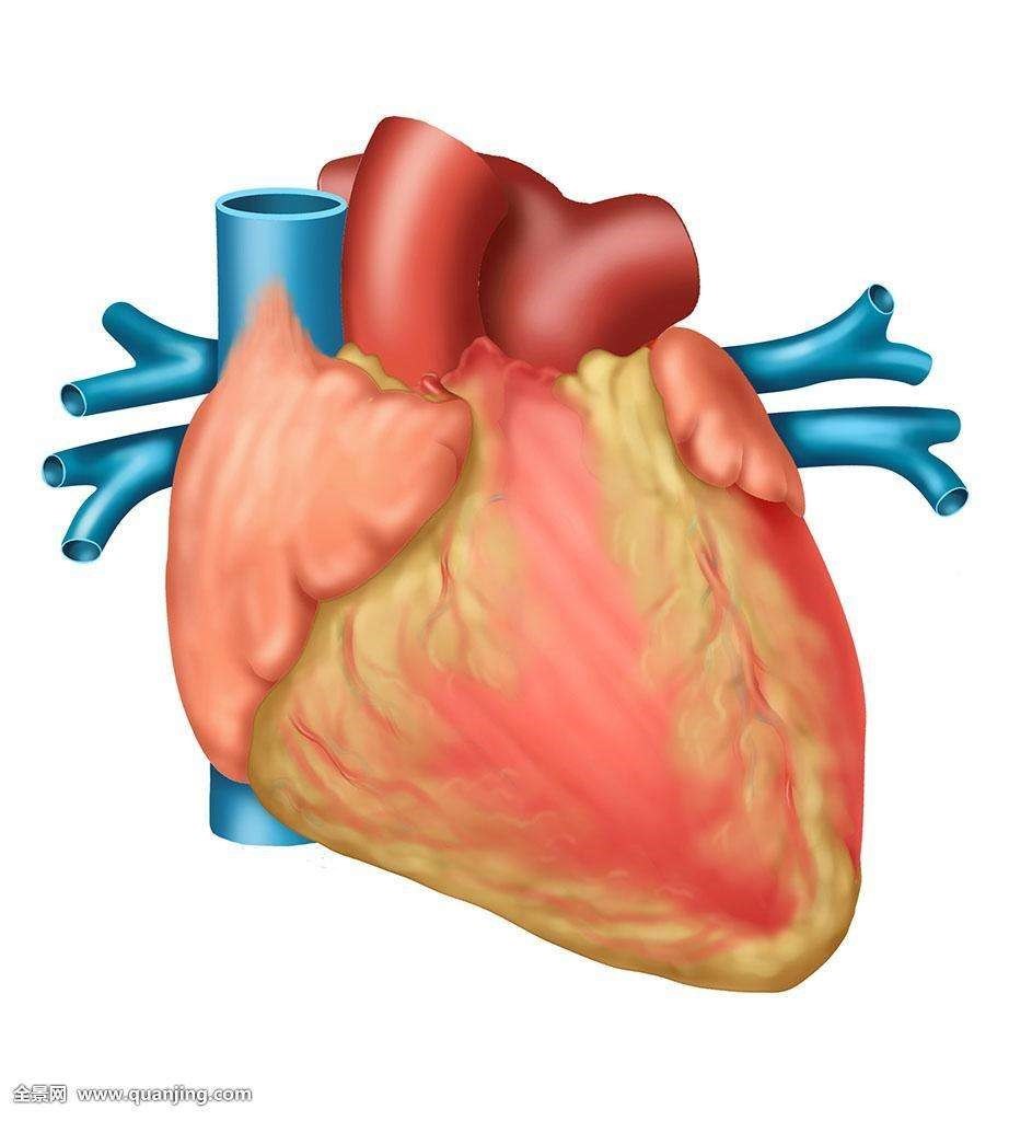 心脏表面图片图片