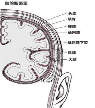 而颅腔和大脑之间有三层被膜,由外向内依次为硬脑膜,蛛网膜,软脑膜