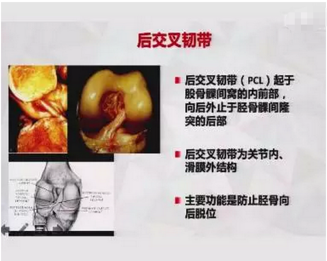 ▌亮点本视频中 徐雁教授详细介绍了前后交叉韧带及内外侧副韧带的