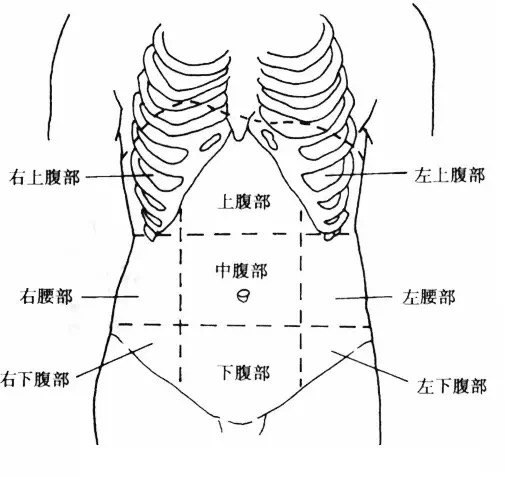 为了在体表定位腹痛的位置,人们人为的将腹部划分
