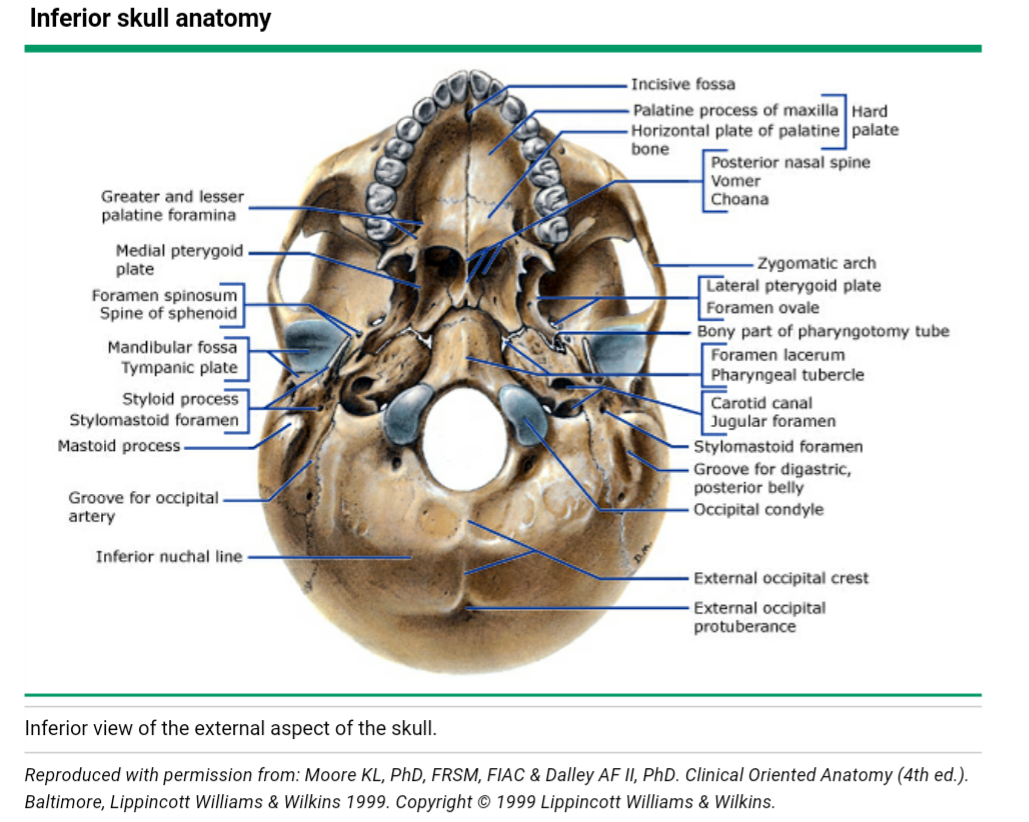 顱骨解剖(英文詳解配圖) - 好大夫在線