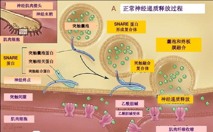 由于吸附性胞饮而内转进入细胞内称为毒素的内转(internalization),使