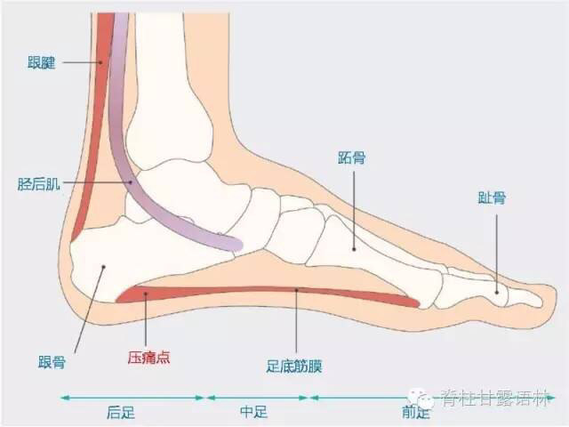 圖1 足跟痛之軟組織解剖基礎圖2 足跟痛拉伸鍛鍊.