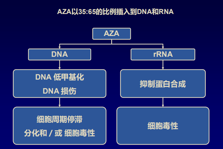 aza同时作用在DNA和RNA上.png