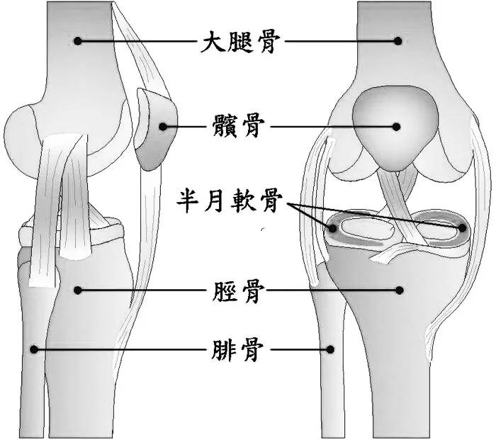 膝关节是人体最大最复杂的关节,同时也是运动时最易损伤到的关节.