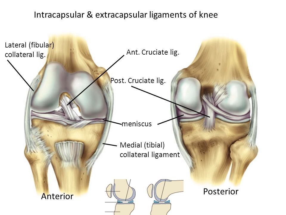 Intracapsular+&+extracapsular+ligaments+of+knee.jpg