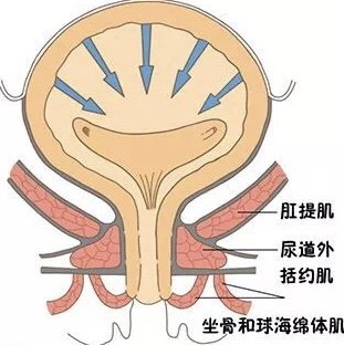 各种类型尿失禁病因_尿失禁_尿失禁发病原因 - 好大夫在线