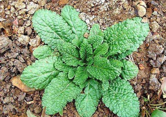 癞子草的功效与作用 - 好大夫在线