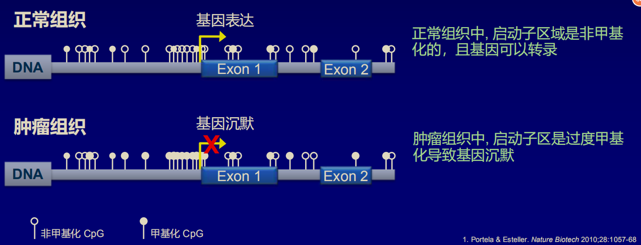1545057671682328.png 甲基化导致基因静默.png