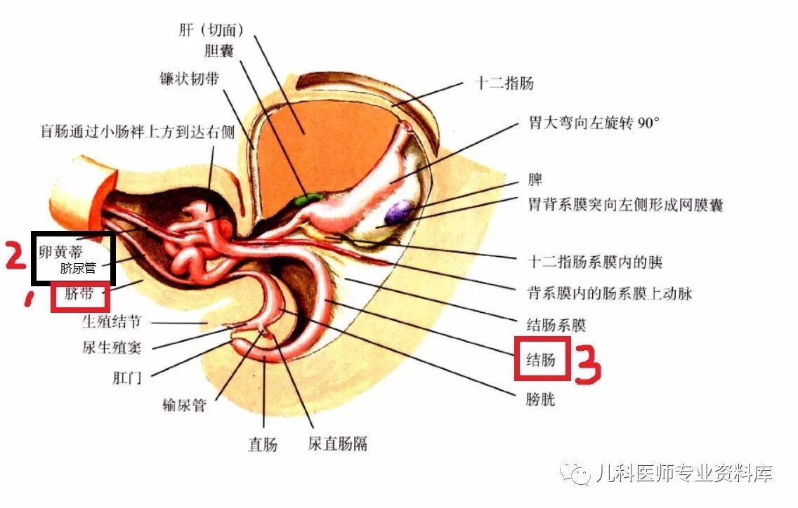 脐息肉是由肠上皮或脐尿管没能从肚脐处脱离