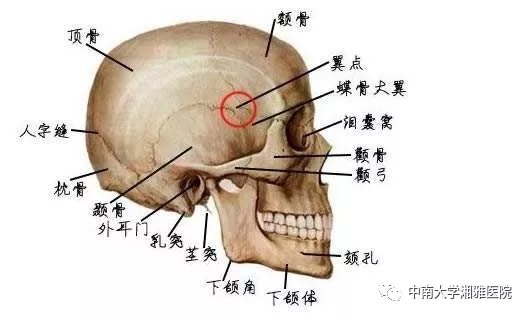 親愛的我想捂住你的後腦勺