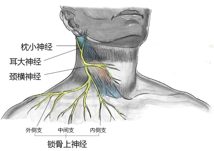 图1颈浅丛神经解剖特点2