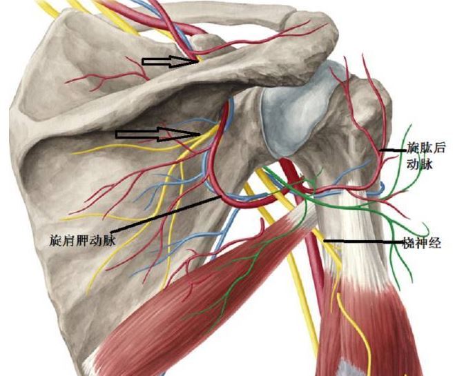 肩關節專家lewis shi肩關節鏡下巨大肩袖損傷肩胛上神經鬆解手術技術