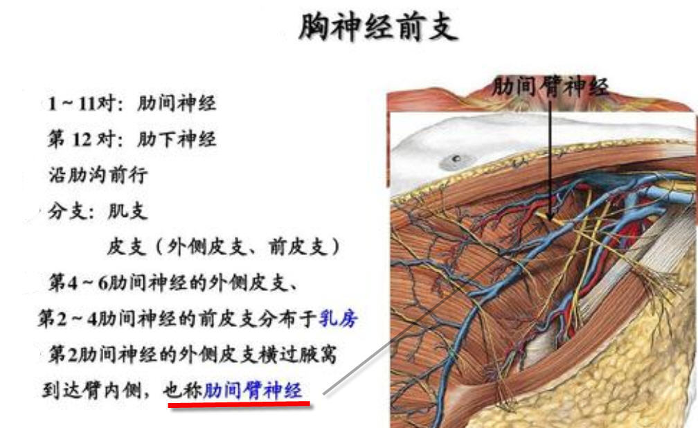 胸神经解剖分布