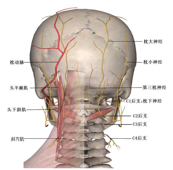 颈神经后支综合征的解剖 