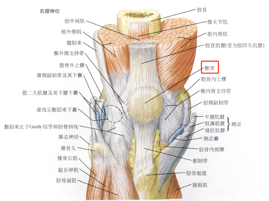 髌骨结构图解剖图图片