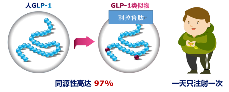 解读之五:降糖又减肥?glp-1类药物是胰岛素吗?
