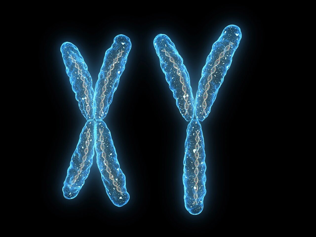 性染色体嵌合体图片