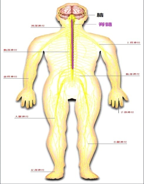 <!--HAODF:8:jingzhuibing-->颈椎病<!--HAODF:/8:jingzhuibing-->系列三.PNG