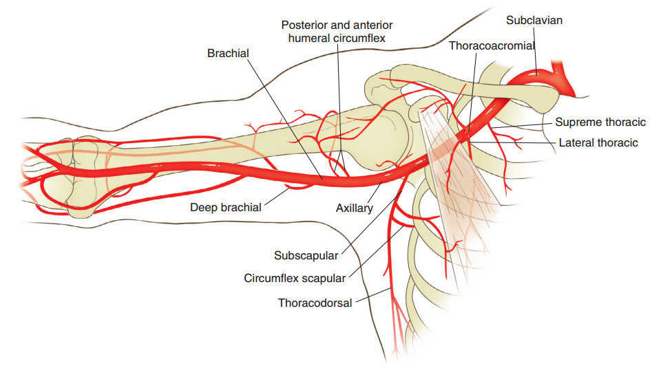 要注意锁骨下动脉,腋动脉,胸肩峰动脉,肱动脉,旋肱前动脉和旋肱后动脉