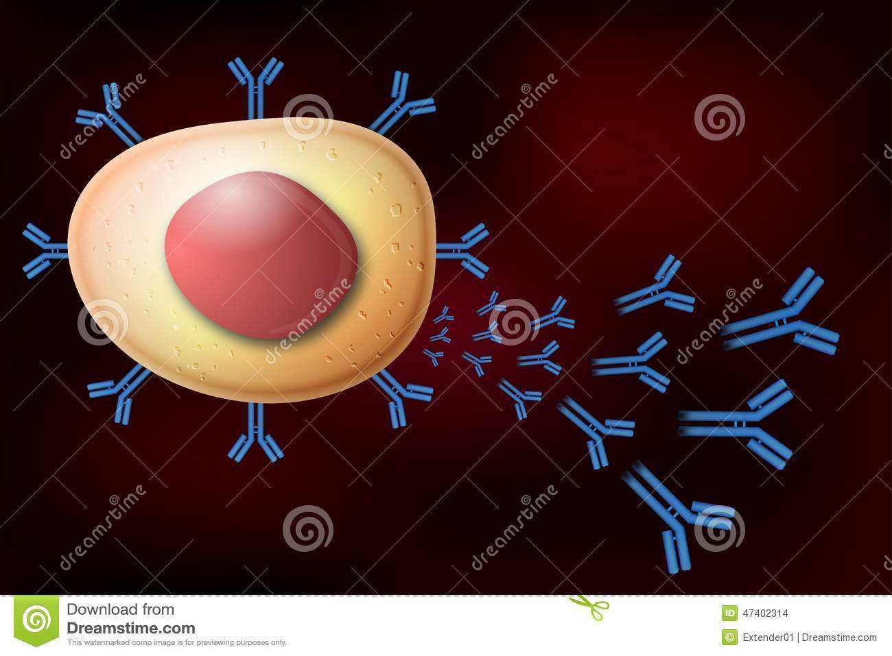 浆细胞胞体图片