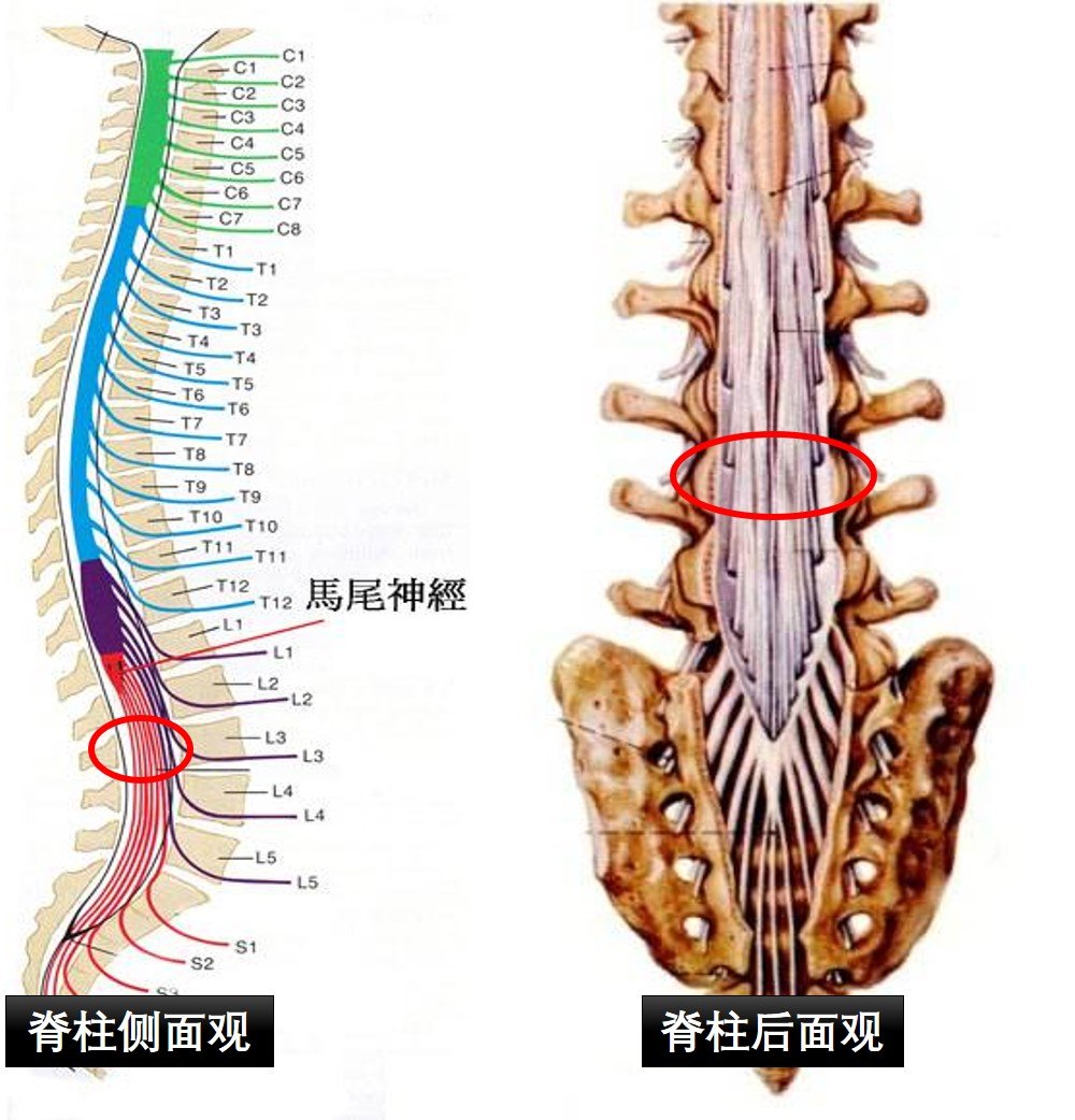 腰椎5位置真人图图片