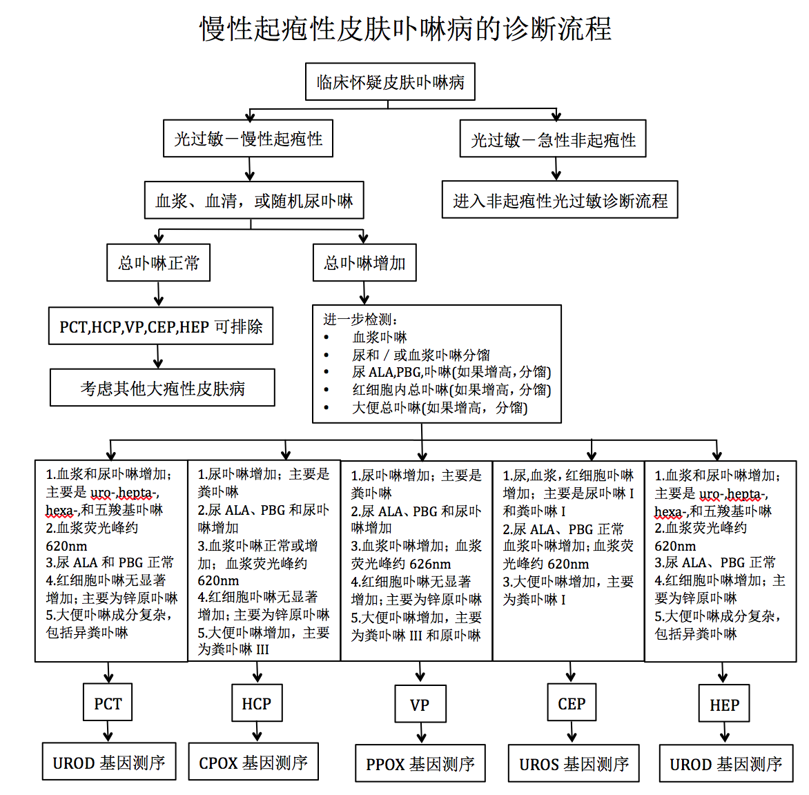 卟啉病病理图图片