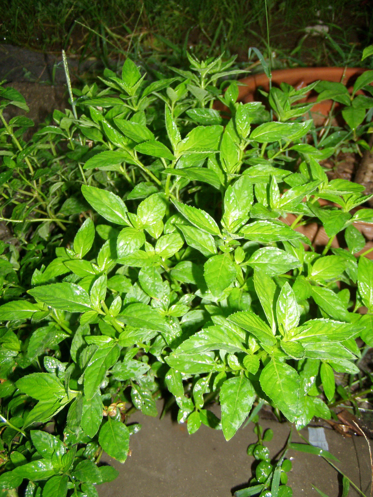 清利头目中药之――薄荷