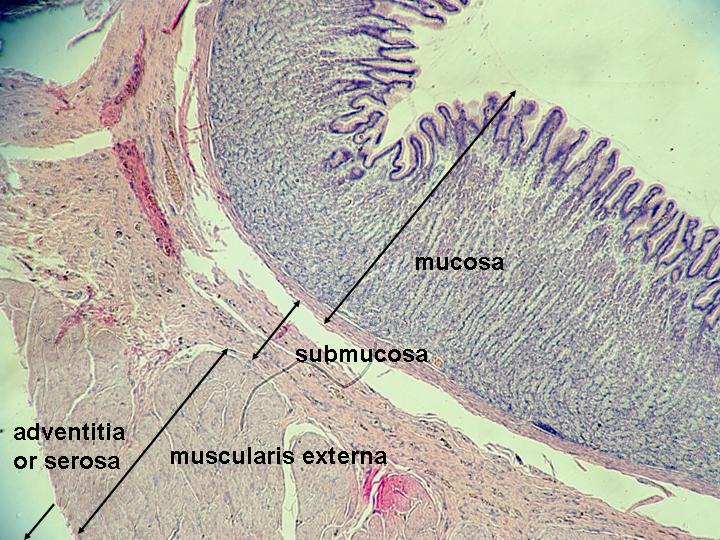 十二指肠壁的构造与胃壁几乎相同,但是比胃壁薄,所以,十二指肠溃疡比