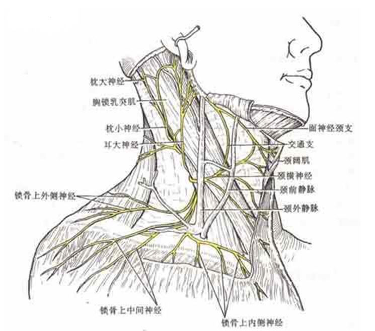 颈交感神经节位置图解图片