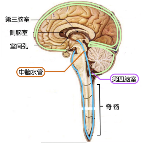 (图2)  再经过一条很狭窄的管道(中脑水管),脑脊液就从第三脑室
