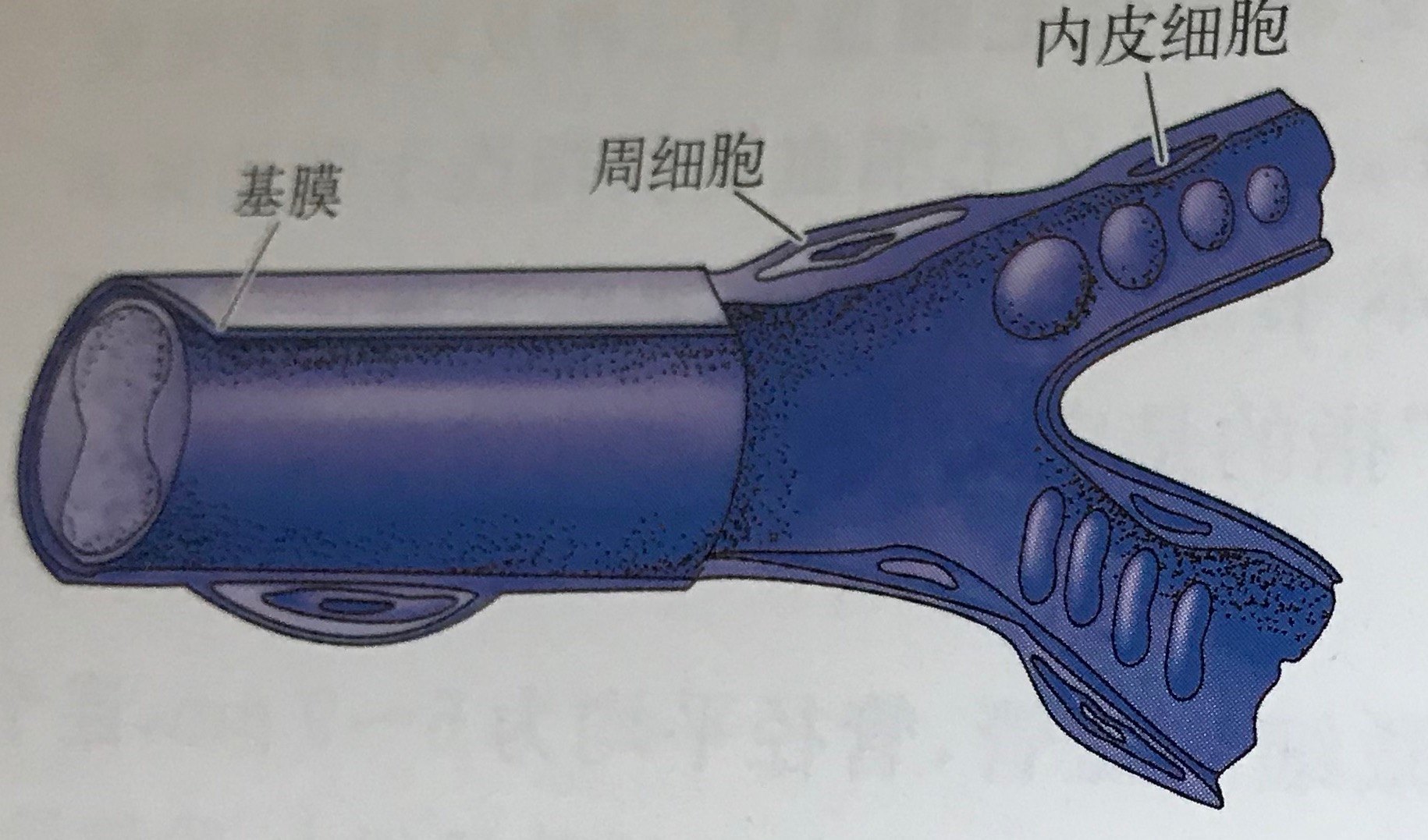 关于人体毛细血管研究数据