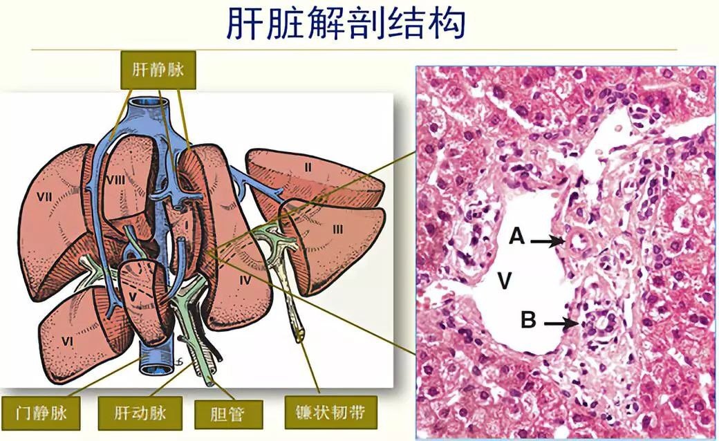 肝脏的组织结构图片图片