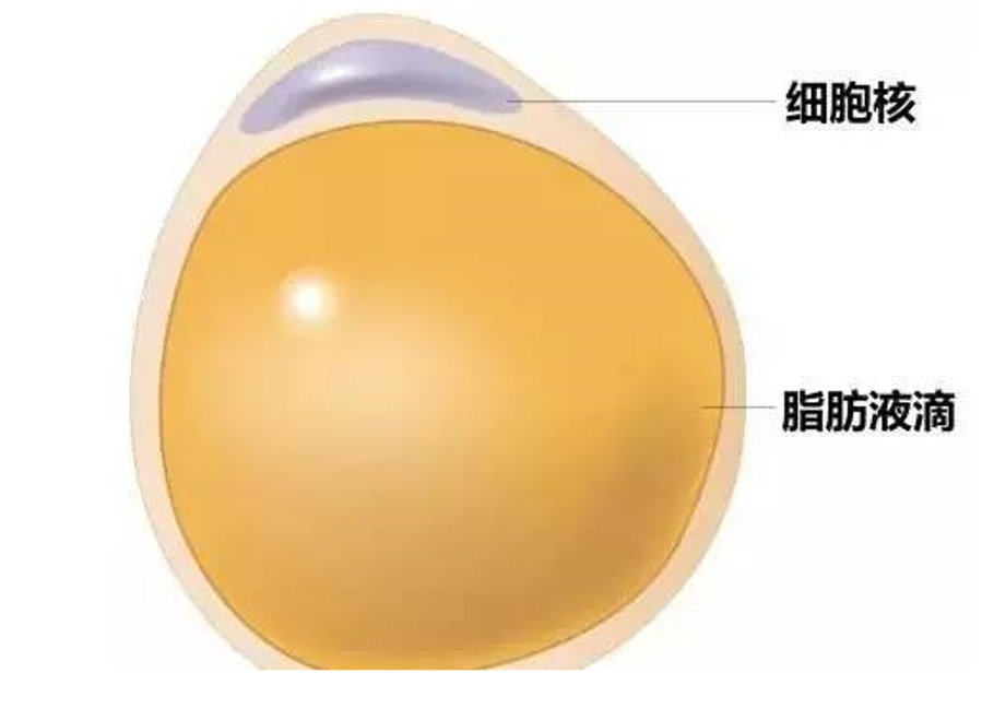 脂肪是什么形状的 yYYBAFvo4NKAR7Y6AAOmHczIRtA289.png?_ms_=63a6