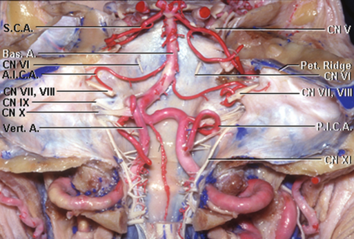 颈静脉孔区域是侧颅底的关键结构,解剖关系复杂,有重要的血管和神经