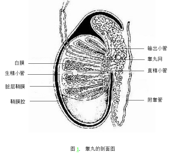 鞘膜解剖图图片