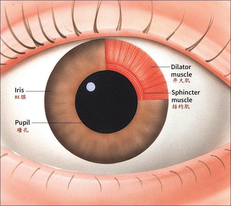 近视矫正手术术前检查为什么要散瞳