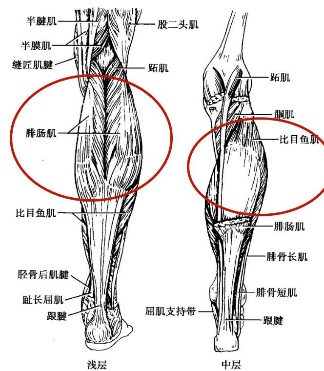 首先,我们来看一下小腿的解剖结构:小腿后方的肌肉成为小腿三头肌,有
