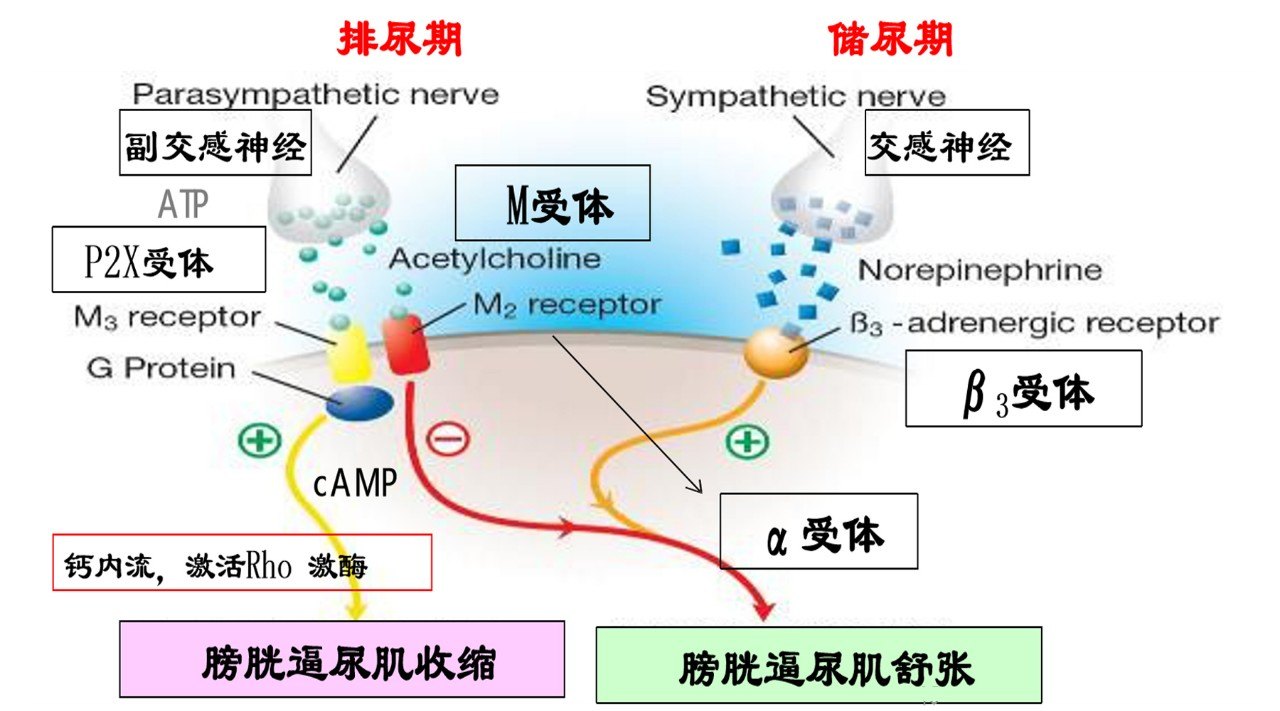 膀胱過度活動症oab的診斷依據及治療指南