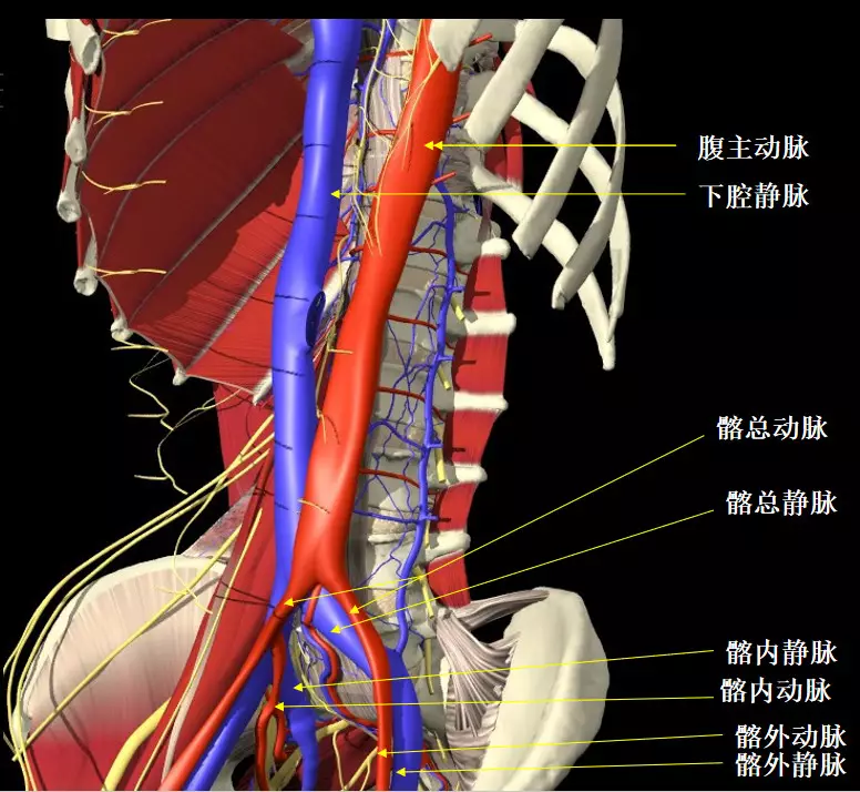 医患交流之一急性腰扭伤的常见临床类型