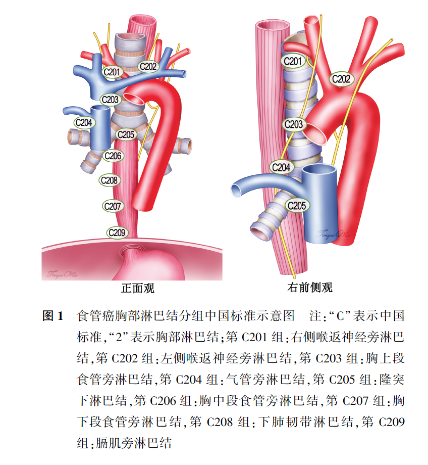 食管癌根治术胸部淋巴结清扫 中国专家共识(2017版) - 好大夫在线