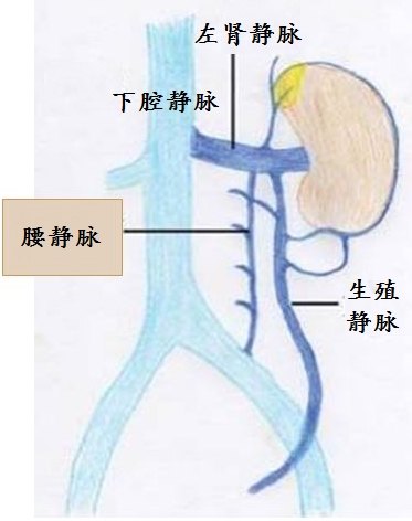 腰静脉解剖图图片