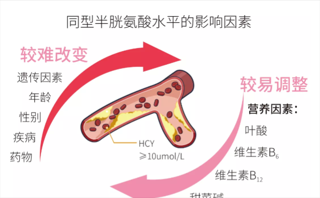 除了“四高”,生殖健康还要小心这一高!——同型半胱氨酸(Hcy) - 好大夫在线