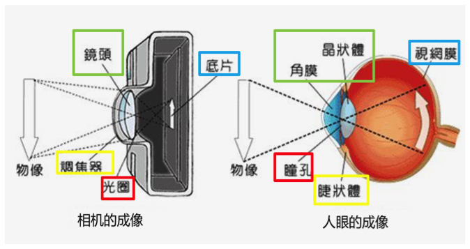 眼睛晶体结构图片大全图片